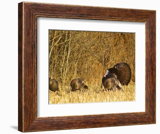 Male Tom Turkey with Hens, Farm in the Flathead Valley, Montana, USA-Chuck Haney-Framed Photographic Print