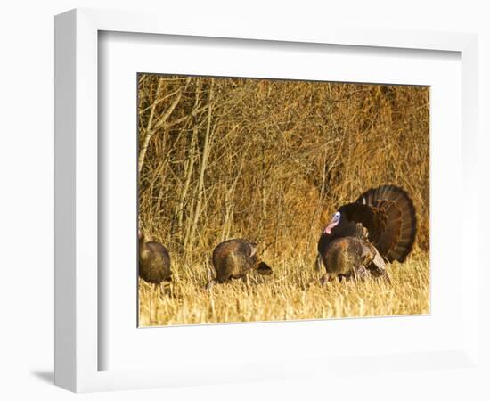 Male Tom Turkey with Hens, Farm in the Flathead Valley, Montana, USA-Chuck Haney-Framed Photographic Print