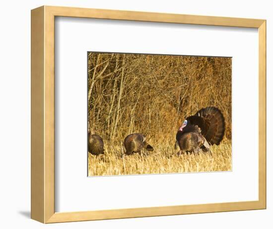 Male Tom Turkey with Hens, Farm in the Flathead Valley, Montana, USA-Chuck Haney-Framed Photographic Print
