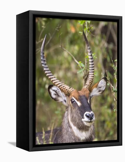 Male Water Buck, Maasai Mara, Kenya-Joe Restuccia III-Framed Premier Image Canvas