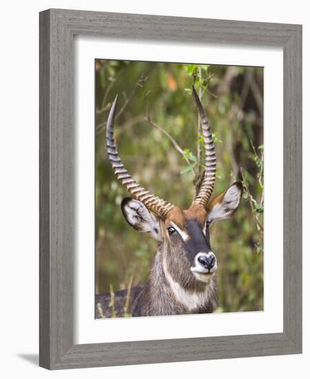 Male Water Buck, Maasai Mara, Kenya-Joe Restuccia III-Framed Photographic Print