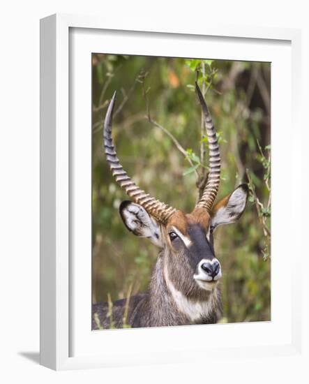 Male Water Buck, Maasai Mara, Kenya-Joe Restuccia III-Framed Photographic Print