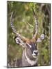 Male Water Buck, Maasai Mara, Kenya-Joe Restuccia III-Mounted Photographic Print