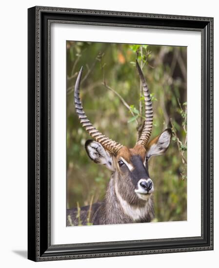 Male Water Buck, Maasai Mara, Kenya-Joe Restuccia III-Framed Photographic Print