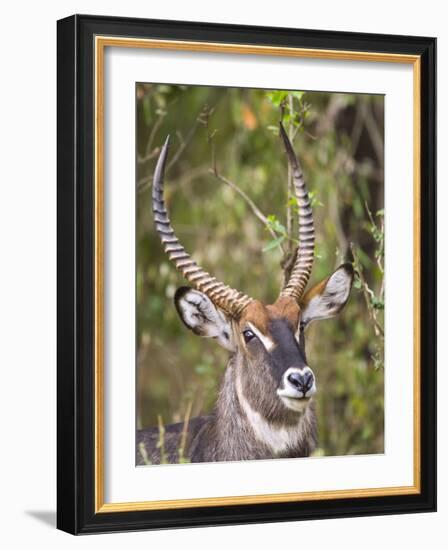 Male Water Buck, Maasai Mara, Kenya-Joe Restuccia III-Framed Photographic Print