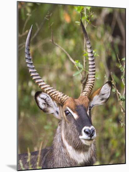 Male Water Buck, Maasai Mara, Kenya-Joe Restuccia III-Mounted Photographic Print