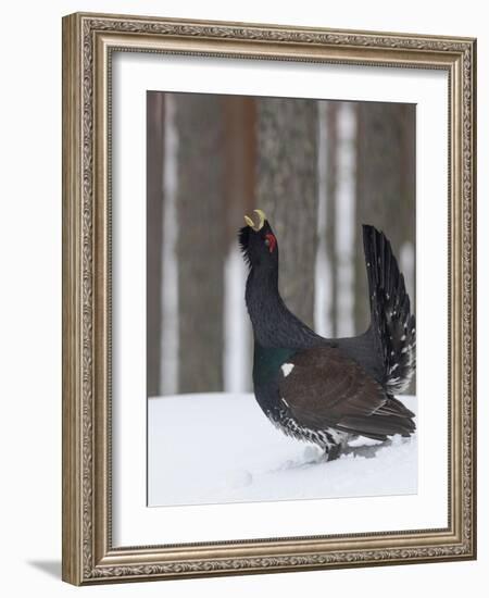 Male Western capercaillie calling during lek mating, Finland-Jussi Murtosaari-Framed Photographic Print