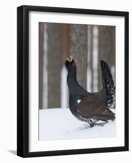 Male Western capercaillie calling during lek mating, Finland-Jussi Murtosaari-Framed Photographic Print