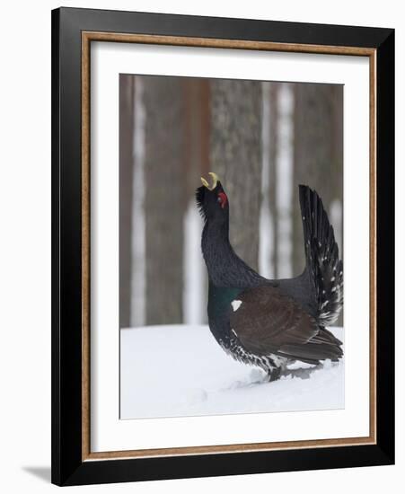 Male Western capercaillie calling during lek mating, Finland-Jussi Murtosaari-Framed Photographic Print