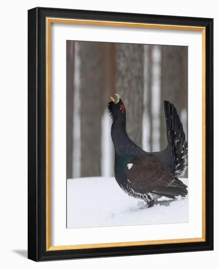 Male Western capercaillie calling during lek mating, Finland-Jussi Murtosaari-Framed Photographic Print