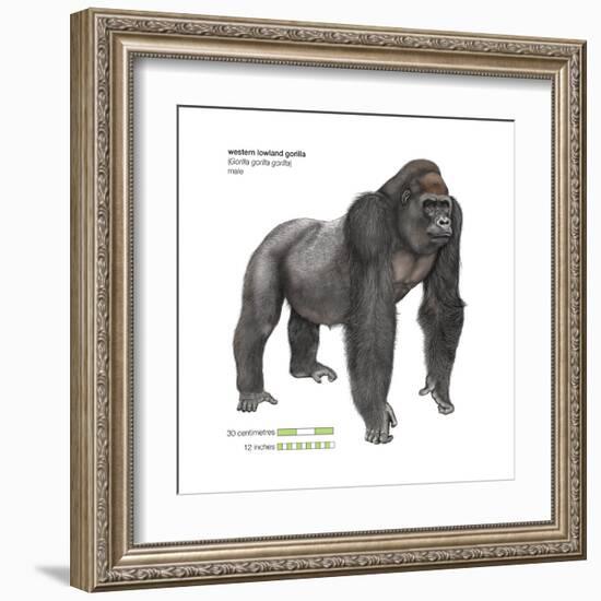 Male Western Lowland Gorilla (Gorilla Gorilla Gorilla), Ape, Mammals-Encyclopaedia Britannica-Framed Art Print
