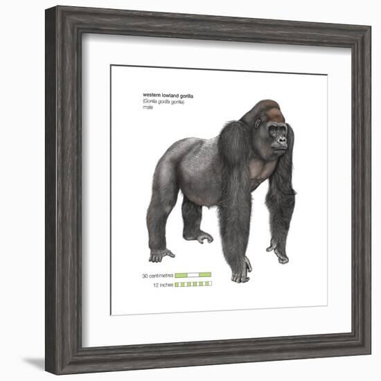 Male Western Lowland Gorilla (Gorilla Gorilla Gorilla), Ape, Mammals-Encyclopaedia Britannica-Framed Art Print