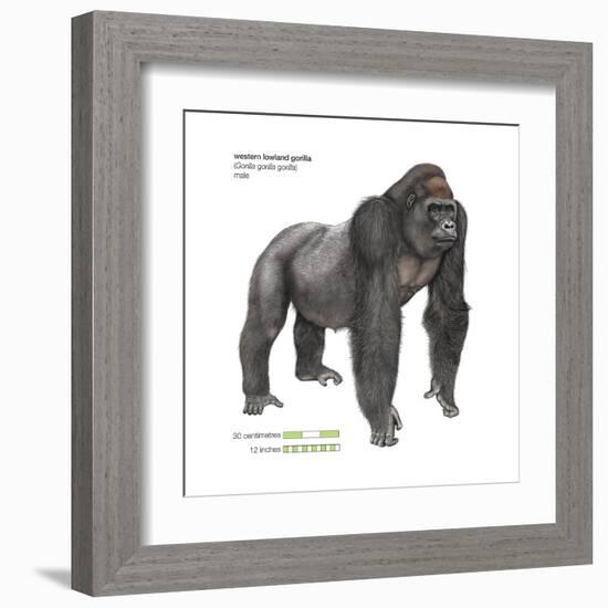 Male Western Lowland Gorilla (Gorilla Gorilla Gorilla), Ape, Mammals-Encyclopaedia Britannica-Framed Art Print