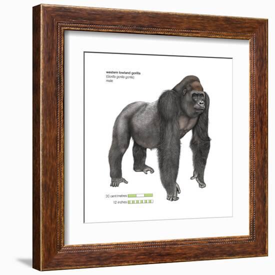 Male Western Lowland Gorilla (Gorilla Gorilla Gorilla), Ape, Mammals-Encyclopaedia Britannica-Framed Art Print