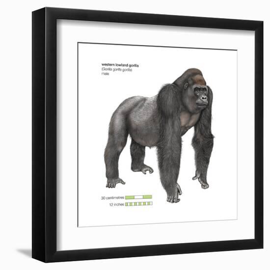 Male Western Lowland Gorilla (Gorilla Gorilla Gorilla), Ape, Mammals-Encyclopaedia Britannica-Framed Art Print