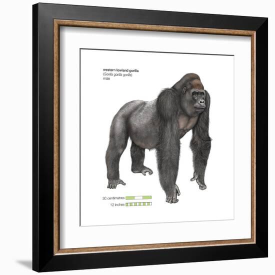 Male Western Lowland Gorilla (Gorilla Gorilla Gorilla), Ape, Mammals-Encyclopaedia Britannica-Framed Art Print