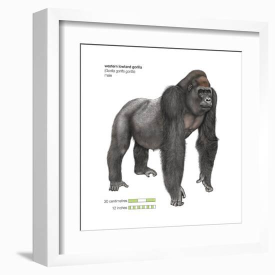 Male Western Lowland Gorilla (Gorilla Gorilla Gorilla), Ape, Mammals-Encyclopaedia Britannica-Framed Art Print