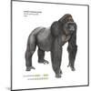 Male Western Lowland Gorilla (Gorilla Gorilla Gorilla), Ape, Mammals-Encyclopaedia Britannica-Mounted Art Print