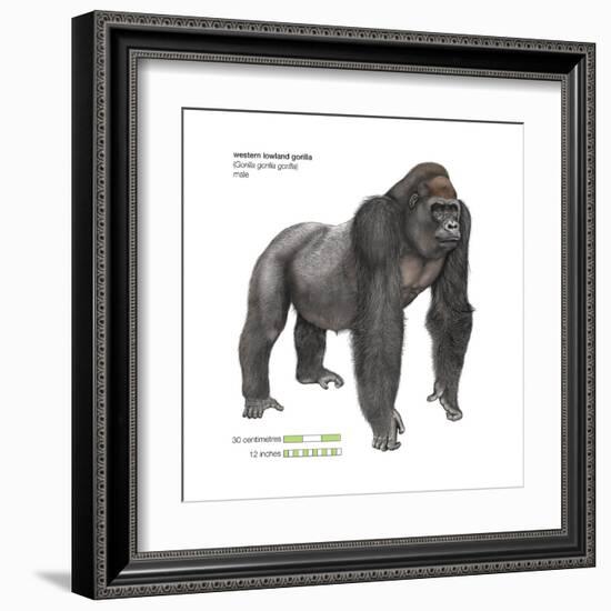 Male Western Lowland Gorilla (Gorilla Gorilla Gorilla), Ape, Mammals-Encyclopaedia Britannica-Framed Art Print