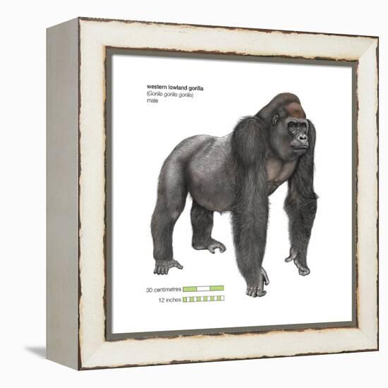 Male Western Lowland Gorilla (Gorilla Gorilla Gorilla), Ape, Mammals-Encyclopaedia Britannica-Framed Stretched Canvas