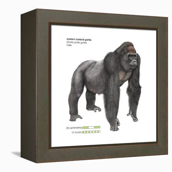 Male Western Lowland Gorilla (Gorilla Gorilla Gorilla), Ape, Mammals-Encyclopaedia Britannica-Framed Stretched Canvas