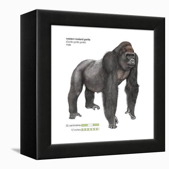 Male Western Lowland Gorilla (Gorilla Gorilla Gorilla), Ape, Mammals-Encyclopaedia Britannica-Framed Stretched Canvas