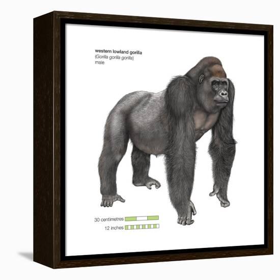 Male Western Lowland Gorilla (Gorilla Gorilla Gorilla), Ape, Mammals-Encyclopaedia Britannica-Framed Stretched Canvas