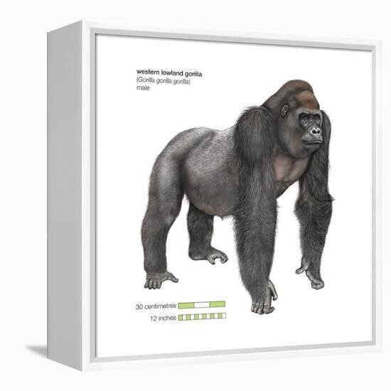 Male Western Lowland Gorilla (Gorilla Gorilla Gorilla), Ape, Mammals-Encyclopaedia Britannica-Framed Stretched Canvas