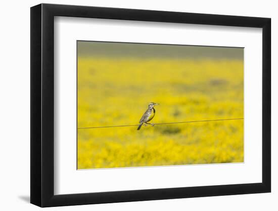 Male Western Meadowlark, Sturnella neglecta, perches on a fence wire in front of a field of yellow -Brenda Tharp-Framed Photographic Print