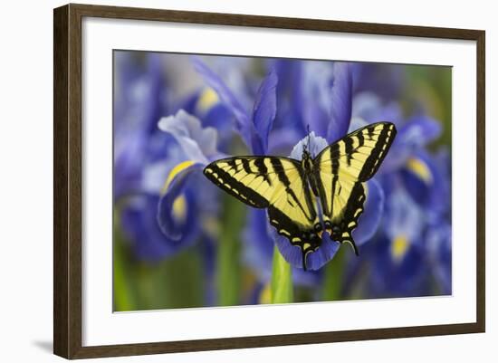 Male Western Tiger Swallowtail Butterfly-Darrell Gulin-Framed Photographic Print