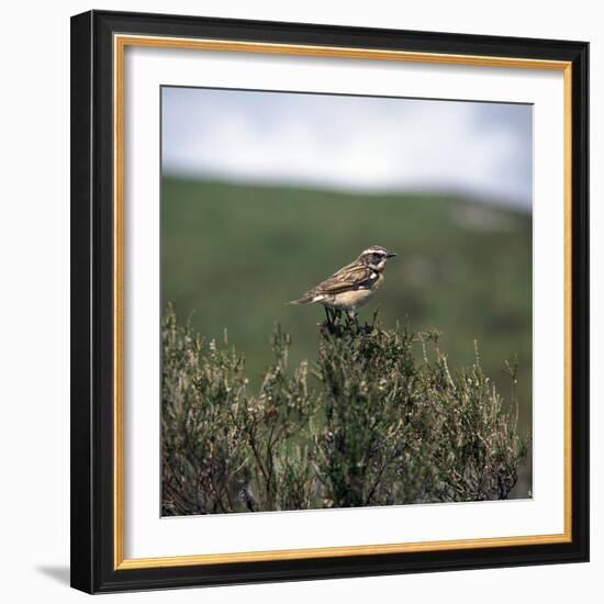 Male Whinchate-CM Dixon-Framed Photographic Print