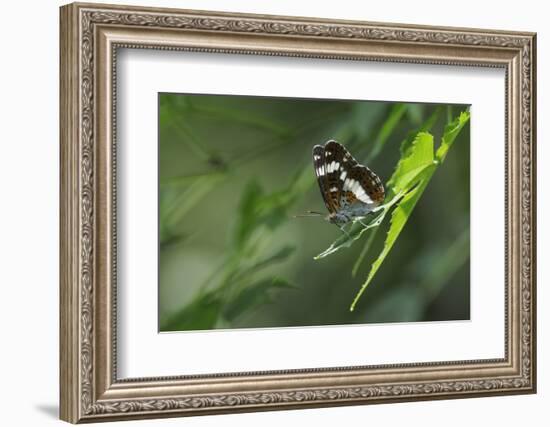 Male White Admiral Butterfly (Limenitis Camilla) Standing On Sunlit Leaves-Nick Upton-Framed Photographic Print