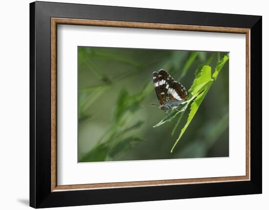 Male White Admiral Butterfly (Limenitis Camilla) Standing On Sunlit Leaves-Nick Upton-Framed Photographic Print