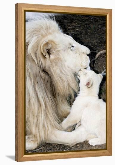 Male White Lion And Cub-Tony Camacho-Framed Premier Image Canvas