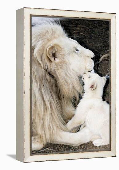 Male White Lion And Cub-Tony Camacho-Framed Premier Image Canvas