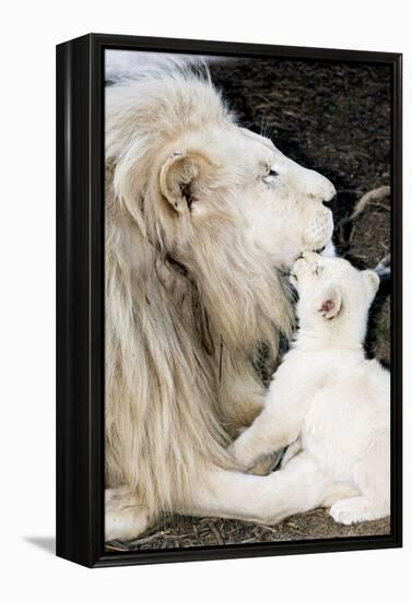 Male White Lion And Cub-Tony Camacho-Framed Premier Image Canvas