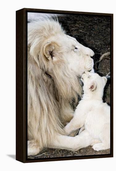 Male White Lion And Cub-Tony Camacho-Framed Premier Image Canvas