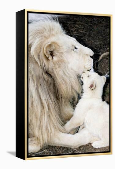 Male White Lion And Cub-Tony Camacho-Framed Premier Image Canvas