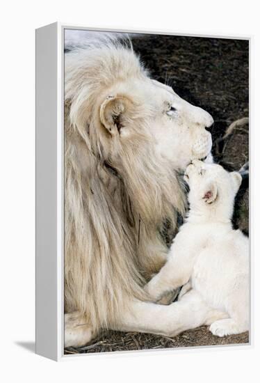 Male White Lion And Cub-Tony Camacho-Framed Premier Image Canvas