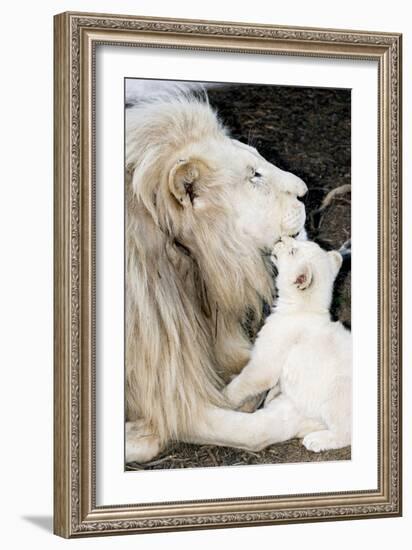 Male White Lion And Cub-Tony Camacho-Framed Photographic Print