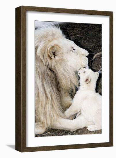 Male White Lion And Cub-Tony Camacho-Framed Photographic Print