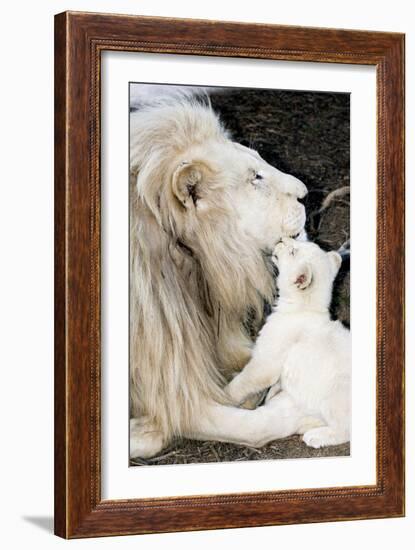 Male White Lion And Cub-Tony Camacho-Framed Photographic Print