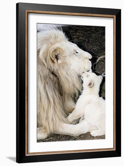 Male White Lion And Cub-Tony Camacho-Framed Photographic Print