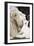 Male White Lion And Cub-Tony Camacho-Framed Photographic Print