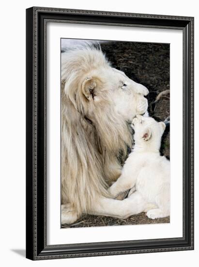 Male White Lion And Cub-Tony Camacho-Framed Photographic Print