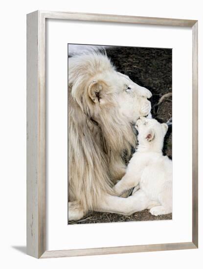 Male White Lion And Cub-Tony Camacho-Framed Photographic Print