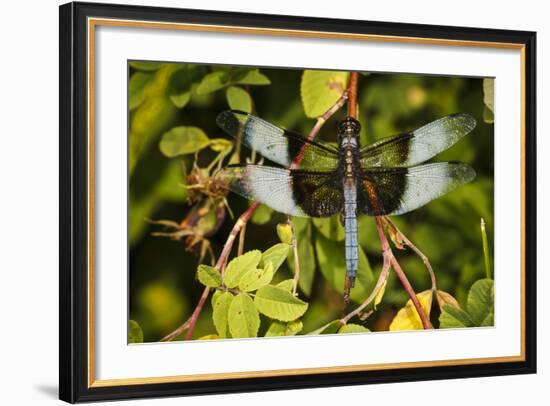 Male Widow Skimmer Bird, Freeway Ponds Park, Albany, Oregon, USA-Rick A. Brown-Framed Photographic Print