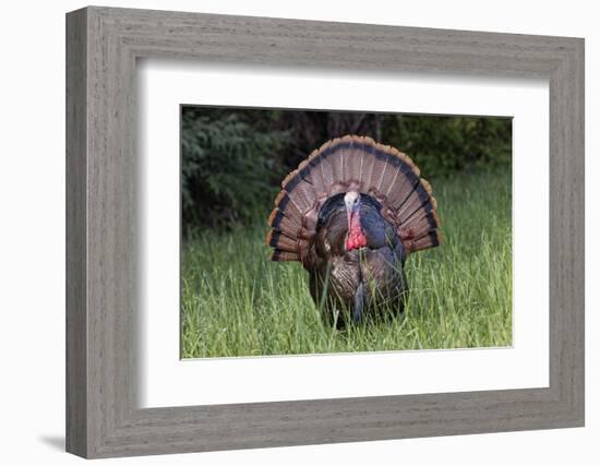 Male wild turkey in full breeding display. Great Smoky Mountains, National Park, Tennessee-Adam Jones-Framed Photographic Print