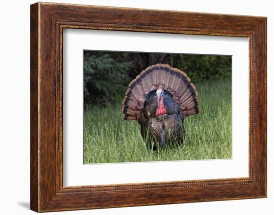 Male wild turkey in full breeding display. Great Smoky Mountains, National Park, Tennessee-Adam Jones-Framed Photographic Print