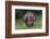 Male wild turkey in full breeding display. Great Smoky Mountains, National Park, Tennessee-Adam Jones-Framed Photographic Print